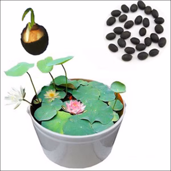 Trồng sen trong chậu bằng hạt có lẽ là cách trồng phổ biến nhất đang được nhiều chị em nhà phố áp dụng. Ảnh: Dân Việt.