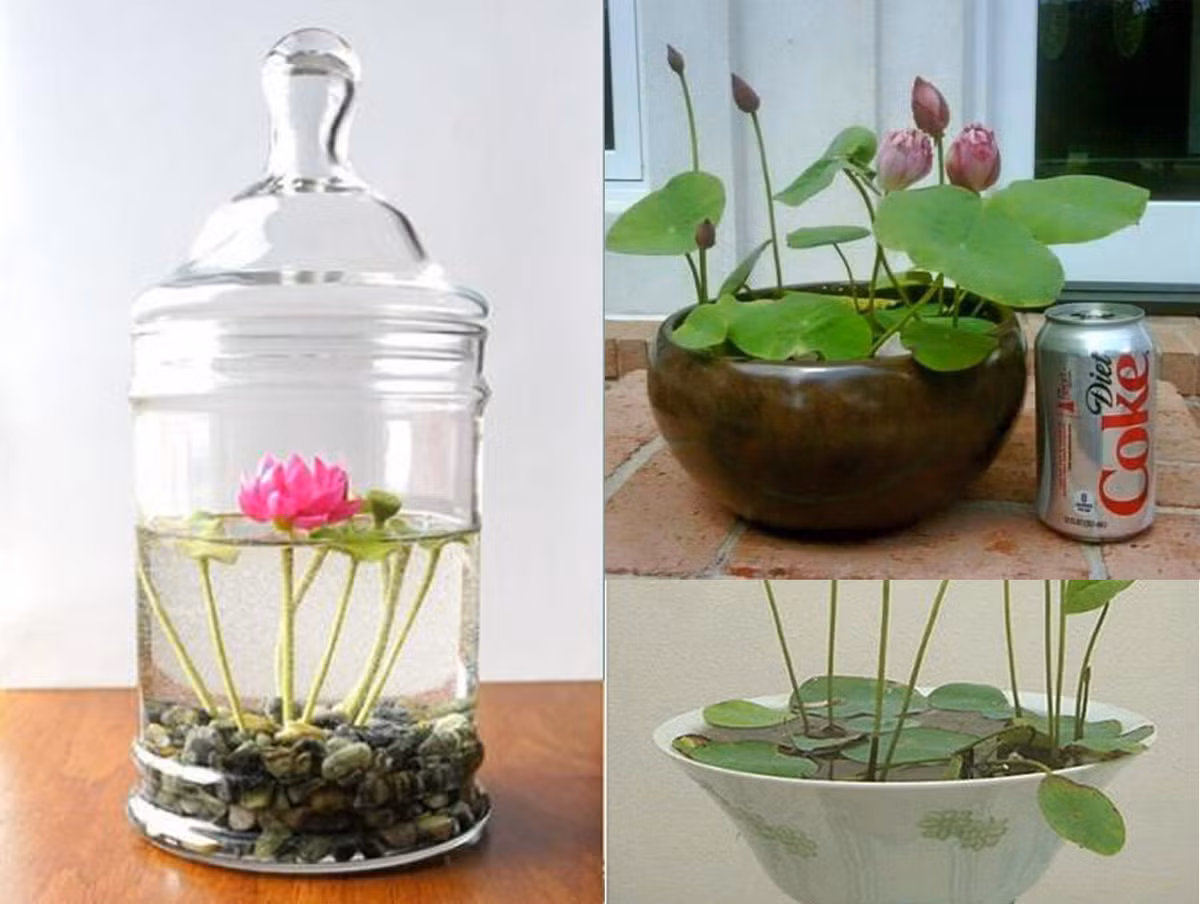 Cách trồng hoa sen bằng phương pháp thủy canh cũng đang hot nhất hiện nay. Cách làm này giúp bạn tạo nên những chậu sen mini để bàn tuyệt đẹp. Bạn trồng hoàn toàn bằng nước và không cần đất hay vật bám nào. Chỉ cần bón cho hoa sen "bột thủy canh" hàng tháng để suy trì độ dinh dưỡng cho cây phát triển. Với cách trồng này, bạn có thể vệ sinh chậu, thay nước sạch cho cây hàng ngày. Ảnh: Hoinongdan.