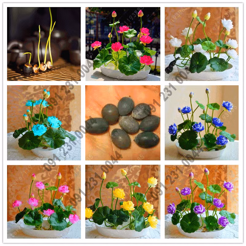 Những chậu sen Nhật mini tuyệt đẹp trồng bằng phương pháp thủy canh. Ảnh: Hoinongdan.