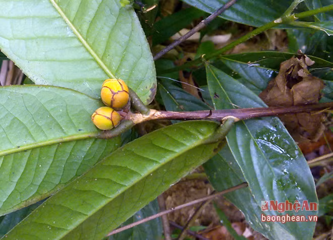 Những nụ hoa này sau từ 2 - 3 ngày sẽ nở, lan tỏa mùi hương thơm dịu.