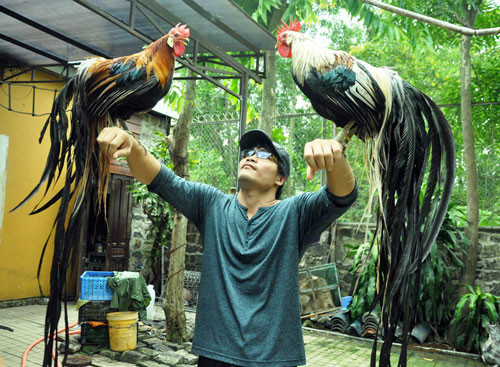 Riêng cặp gà đuôi siêu dài này được trả giá lên đến 65 triệu đồng. Đây là giống gà có nguồn gốc từ Nhật Bản. Giống gà này nổi bật với cái đuôi rất dài, mọc trong suốt cuộc đời. Con trưởng thành bộ đuôi có thể dài từ 6 - 7m. Ảnh: Dân Việt.