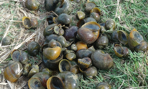 Mỗi năm, ông Tiên thu lãi gần 70 triệu đồng từ việc nuôi ốc bươu đen. Ảnh: Win2888w.