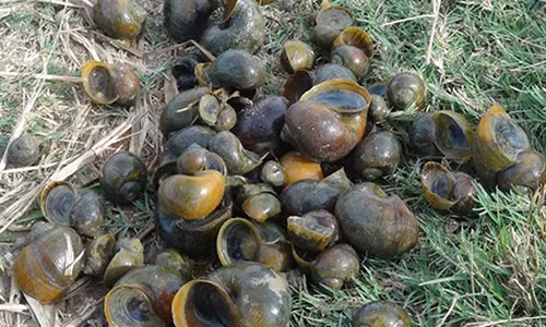 Mỗi năm, ông Tiên thu lãi gần 70 triệu đồng từ việc nuôi ốc bươu đen. Ảnh: Win2888w.