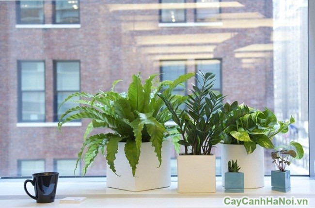 Cửa sổ được xem là nơi đón các dòng khí và ánh sáng, rất thích hợp cho cây cối phát triển. Ảnh: Caycanhhanoi.