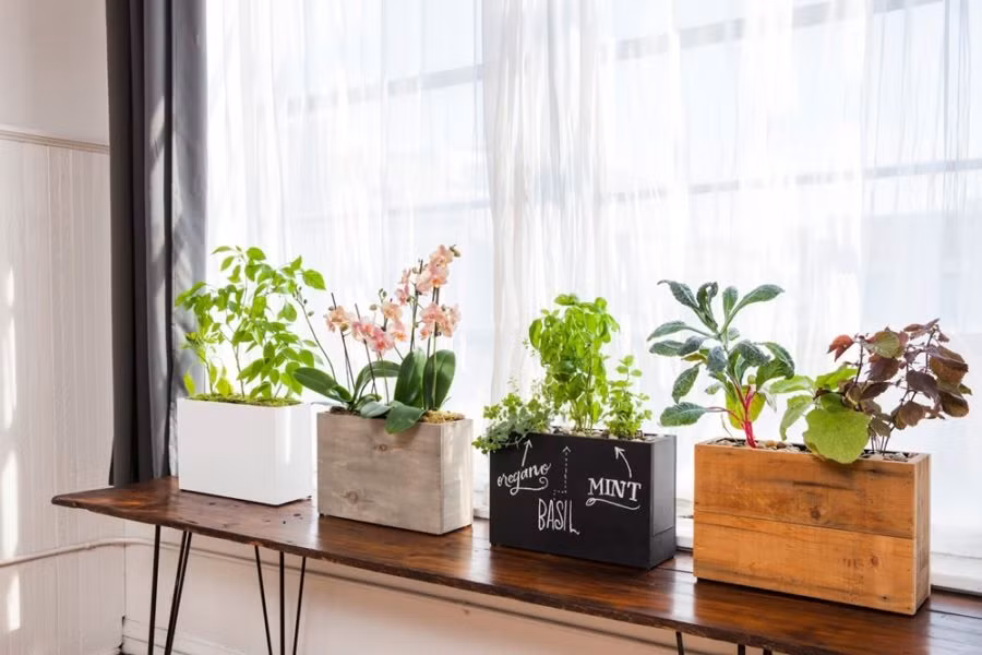 Day la nhung vi tri nen dat cay canh trong nha ban-Hinh-7