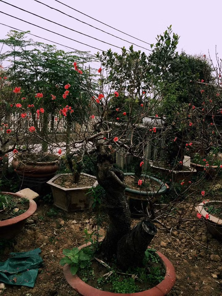 Một vài cây đào Thất Thốn không cho vào phòng điều hòa đến nay đã nở hoa hết và được thuê với giá từ 10-15 triệu đồng/chậu.