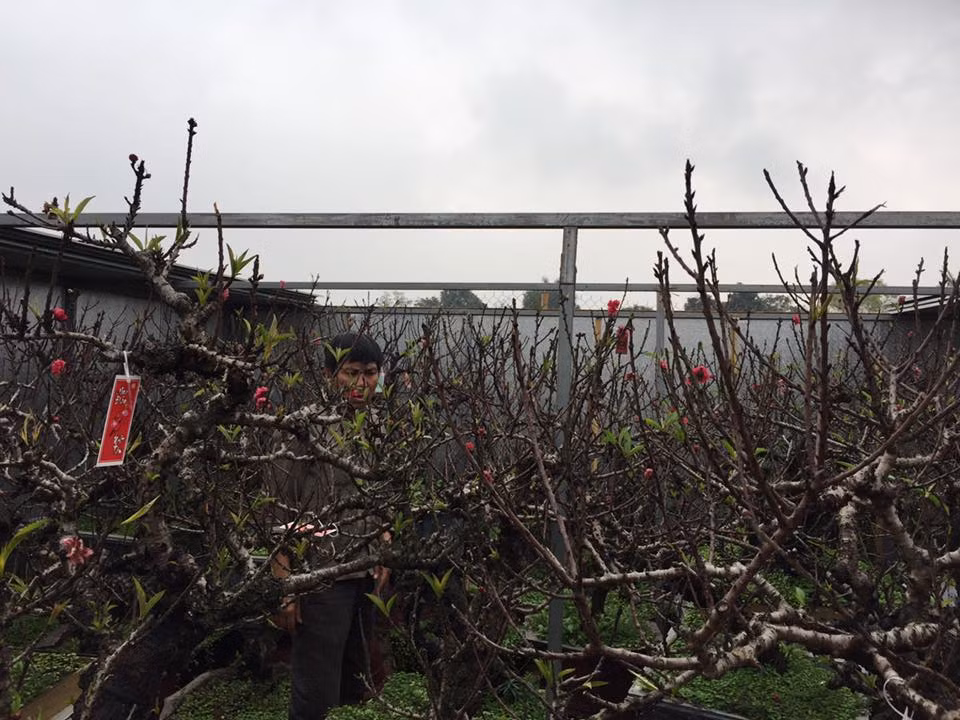 Dao That Thon gia nghin do chay hang truoc Tet Dinh Dau