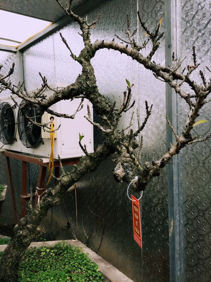 Anh Hàm cũng cho biết thêm: "Loạt đào Thất Thốn trồng trong phòng điều hòa hiện đang phát triển rất đúng quy trình và mong muốn của chúng tôi. Dự kiến đến 28, 29 âm đào sẽ nở hoa tuyệt đẹp để xứng đáng với số tiền mà khách chi trả".