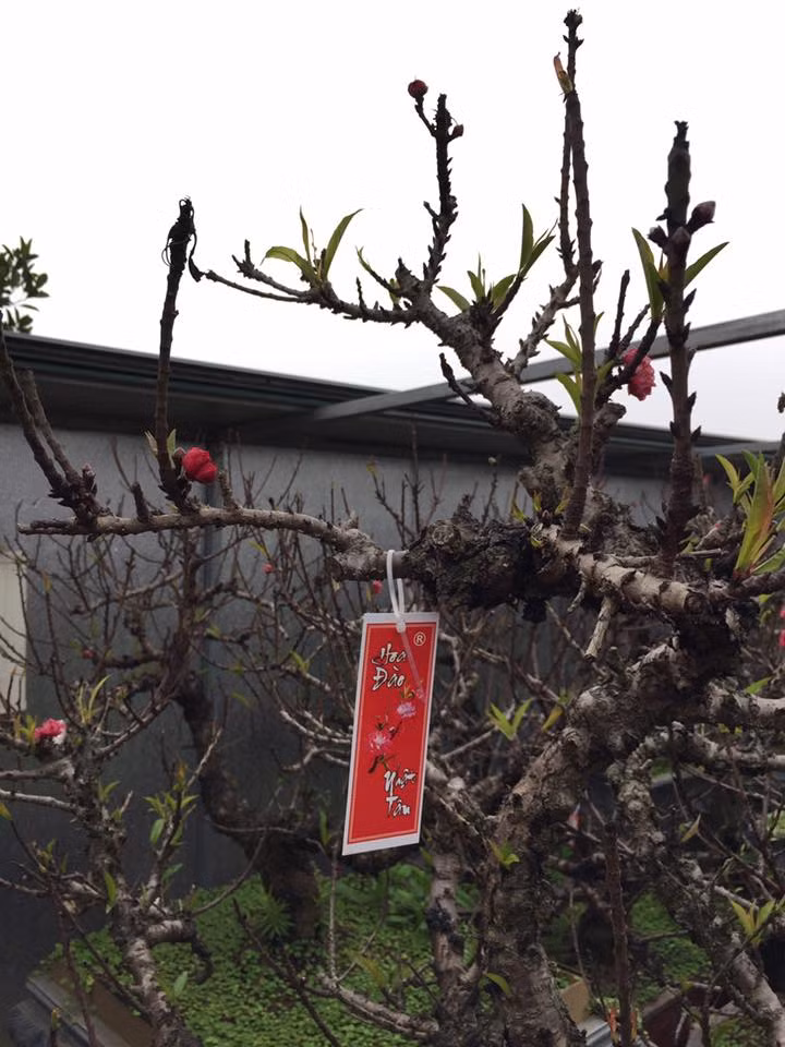 Những cây đào được gắn thẻ đánh dấu tên và thời gian khách đặt thuê và nhận đào.