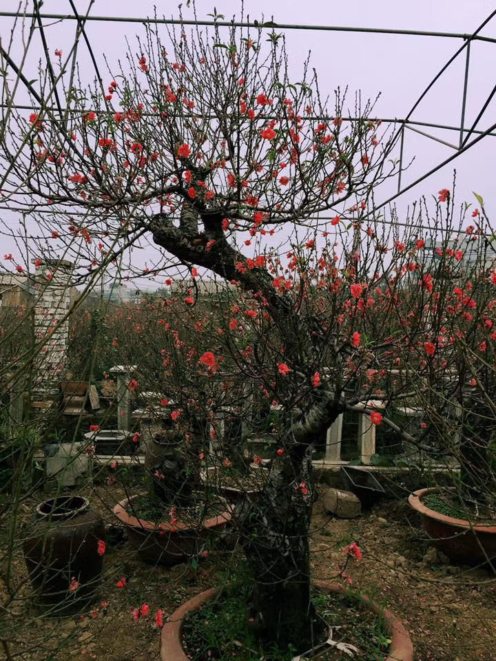 Một cây đào đã nở hoa tuyệt đẹp được đặt thuê với giá 15 triệu đồng. Màu đỏ của những nụ hồng đào không loài hoa nào có thể sánh kịp.