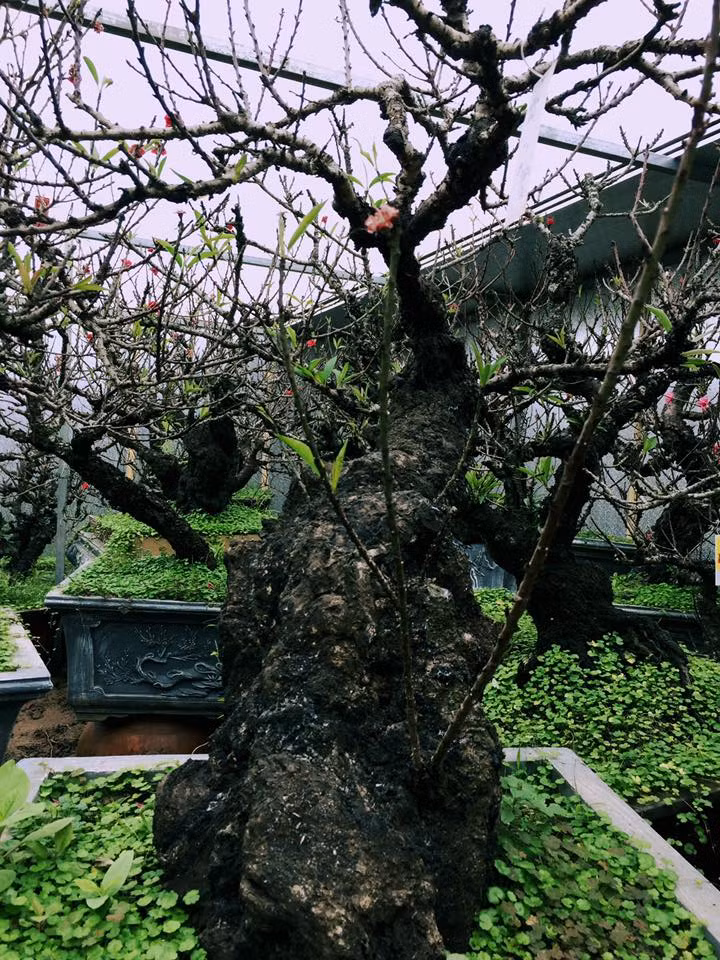 Bình quân giá đặt thuê đào Thất Thốn trưng Tết dao động từ vài chục triệu lên đến cả trăm triệu đồng.