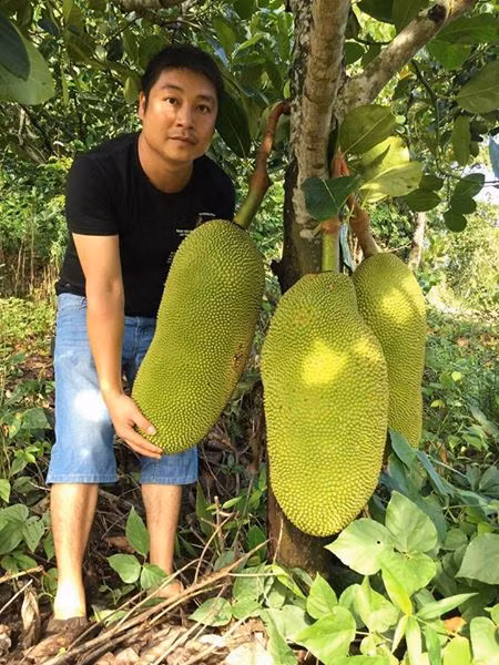 Cây mít quả dài là một giống mít mới cho năng xuất và hiệu quả kinh tế rất cao. Cây sau khi trồng 2 năm đã cho trái, thậm chí là rất siêu trái.