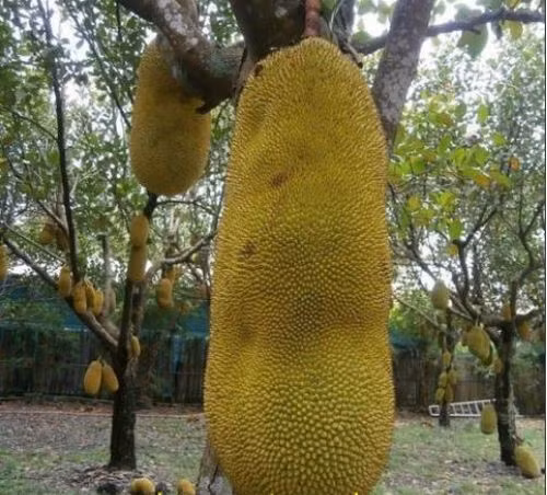 Can canh mit sieu dai hon 1 met doc la dang hot o VN