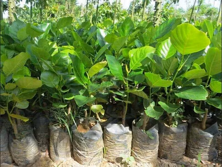 Hiện nay cây giống mít siêu dài được bán với khá từ 160.000 - 200.000 đồng/cây non. Nguồn ảnh: FB Caygiongnongnghiep, caygiongdacsan.