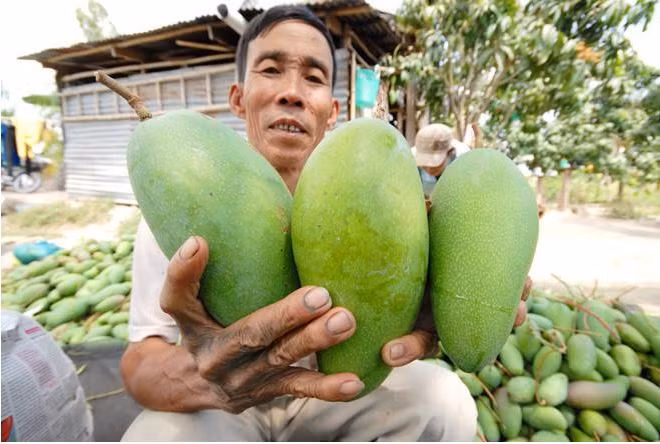 Xoài 3 màu có nguồn gốc từ Đài Loan và có trọng lượng từ 800g - 1,2kg/quả. Ảnh: Blogspot.