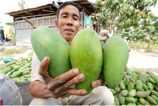 Xoài 3 màu có nguồn gốc từ Đài Loan và có trọng lượng từ 800g - 1,2kg/quả. Ảnh: Blogspot.