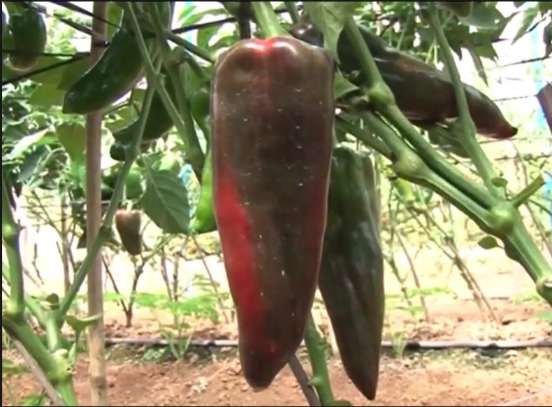 Do trọng lượng mỗi quả ớt sừng bò khá lớn nên người trồng phải dùng sào chống để tránh bị gãy cành. Ảnh: Blogspot.