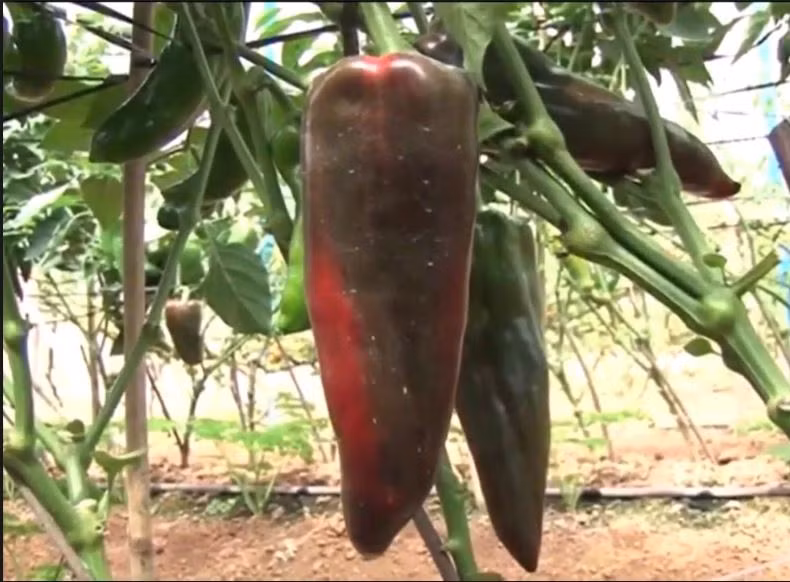 Do trọng lượng mỗi quả ớt sừng bò khá lớn nên người trồng phải dùng sào chống để tránh bị gãy cành. Ảnh: Blogspot.