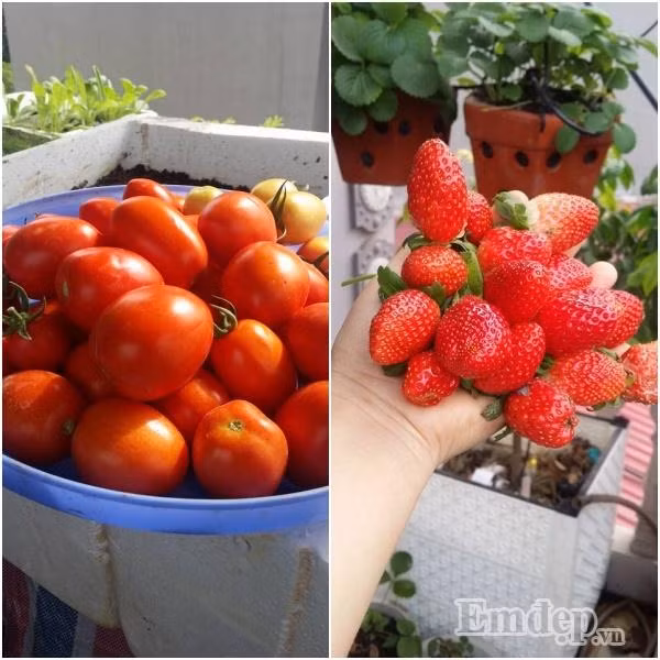 Chị Lan còn trồng thêm cà chua và dâu tây.