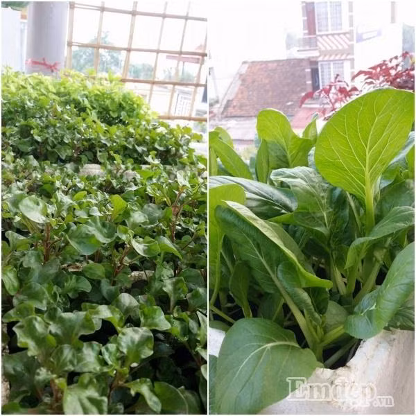 Chị vừa trồng vừa rút kinh nghiệm.