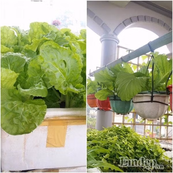 Chị Hương Lan cho biết, vì công việc kinh doanh khá bận rộn nên chị chỉ chăm rau vào buổi tối và sáng sớm. Chị cũng thường bắt sâu vào buổi tối để tránh sâu bệnh lây lan khắp vườn. Ngoài ra, để rau quả được tươi tốt, chị Lan còn học cách ủ phân và làm thuốc trừ sâu bệnh từ dung dịch tỏi, ớt, rượu, gừng. Theo kinh nghiệm chăm sóc rau của chị, nếu mọi người thực sự yêu thích việc trồng rau, dành chút thời gian tìm hiểu là có thể có được vườn rau sạch đảm bảo cho sức khoẻ của mọi người trong gia đình.