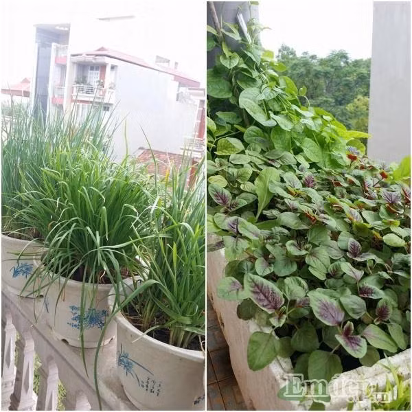 Rau chị trồng luôn tươi tốt.