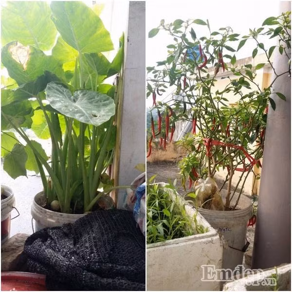 Học hỏi cách trồng rau sạch từ những người đi trước.