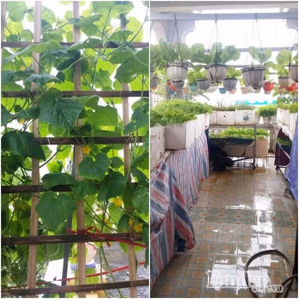 Vì vậy, chị đã quyết định dọn dẹp sân thượng và tìm hiểu cách trồng rau trên sân thượng, đầu tư một khoản chi phí nho nhỏ cho việc mua đất, mua dụng cụ về để bắt đầu sự nghiệp trồng rau.