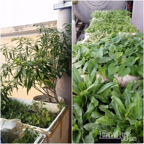 Đầu tiên, chị mua đất về, trộn với các thành phần cơ bản như phân trùn quế, xơ dừa, trấu hun, trấu tươi kèm một ít vôi bột. Chị cho biết, để hạn chế tối đa sâu bệnh, trước một mùa vụ, chị lại dọn sạch sân thượng và phơi đất. Sau khi đất được phơi kỹ lưỡng chị mới bắt đầu gieo trồng.