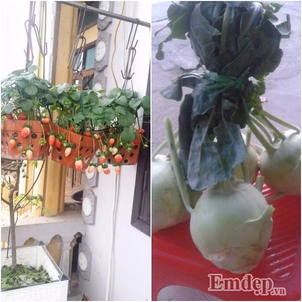 Khi mới bắt đầu trồng rau cách đây 3 năm, chị Hương Lan còn khá bỡ ngỡ, chưa có kinh nghiệm trồng trọt, lại không biết cách trộn đất. Chị Lan cảm thấy hơi nản lòng khi cây chị trồng không tươi tốt như mong đợi, thêm vào đó là sâu bọ hại rau ngày càng nhiều hơn. Vì thế, chị đã dành thời gian tìm hiểu từng khâu trồng rau, vừa trồng vừa học hỏi, rút kinh nghiệm, khắc phục từng bước.