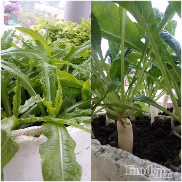 Chị chủ yếu trồng rau trong thùng xốp.