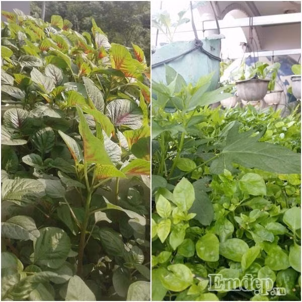 Chị trồng được khá nhiều rau ăn hàng ngày.