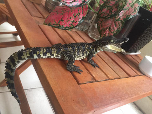 Bỏ tiền săn thú dữ làm thú cưng, coi chừng hiểm họa bủa vây - Hình 9 Bo tien san thu du lam thu cung, coi chung hiem hoa bua vay-Hinh-9