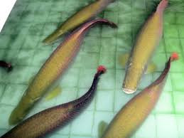 Bỏ tiền săn thú dữ làm thú cưng, coi chừng hiểm họa bủa vây - Hình 11 Bo tien san thu du lam thu cung, coi chung hiem hoa bua vay-Hinh-11