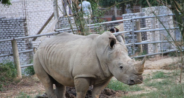 Bỏ tiền săn thú dữ làm thú cưng, coi chừng hiểm họa bủa vây - Hình 12 Bo tien san thu du lam thu cung, coi chung hiem hoa bua vay-Hinh-12