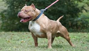 Bỏ tiền săn thú dữ làm thú cưng, coi chừng hiểm họa bủa vây - Hình 15 Bo tien san thu du lam thu cung, coi chung hiem hoa bua vay-Hinh-15