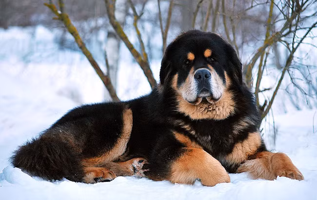 Bo tien san thu du lam thu cung, coi chung hiem hoa bua vay-Hinh-6