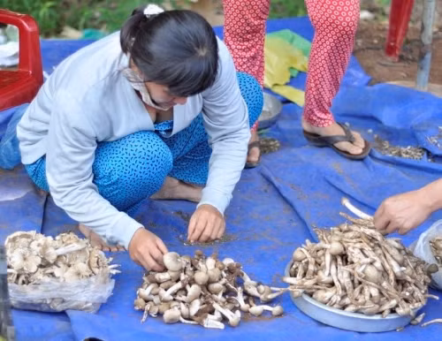 Với nhiều người, nấm mối được xem là “lộc trời” bởi nếu may mắn, người “săn” nấm có thể kiếm được cả tiền triệu mỗi ngày. Ảnh: Blogspot.