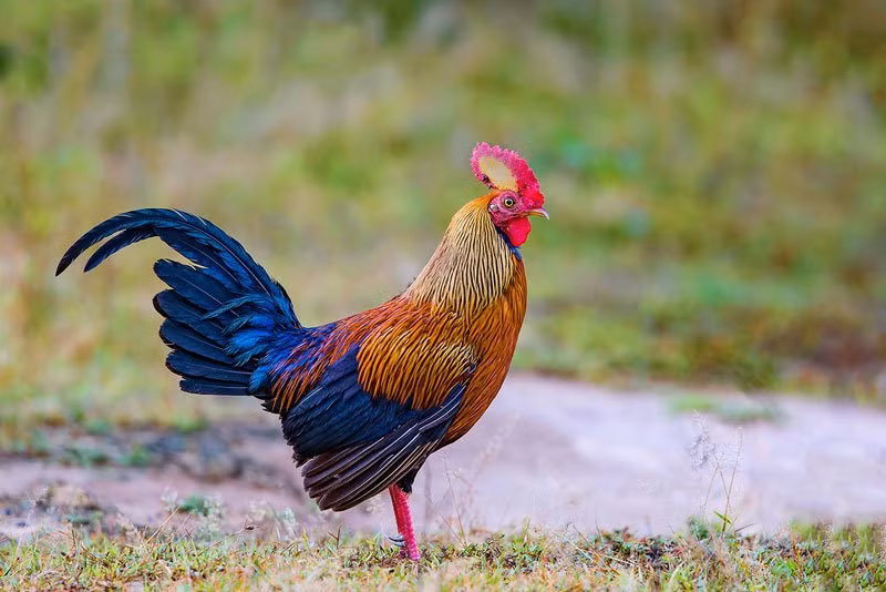 Gà trống có bộ lông pha trộn giữa màu đỏ, cam, nâu đậm và đen bóng.