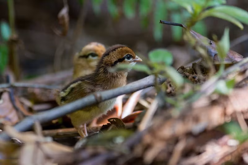 Gà rừng Sri Lanka con.