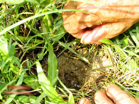 Lươn thường sốngở trong hang có một đầu thông ra với ruộng bùn. để thuận lợi đi kiếm mồi vào ban đêm. Ban ngày chỉ cần quan sát tìm đúng đầu hang của lươn và nhắp nhẹ câu mồi là có thể nhữ được lươn ra ngoài.