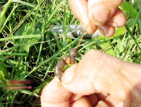 Giun đất thường được chọn làm mồi câu lươn. Bởi đặc tính của lươn là thích mồi có độ tanh cao.