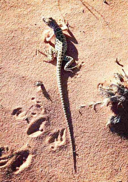 Thằn lằn là đặc sản nên thương lái đến tận nhà mua với 160.000 đồng/kg.