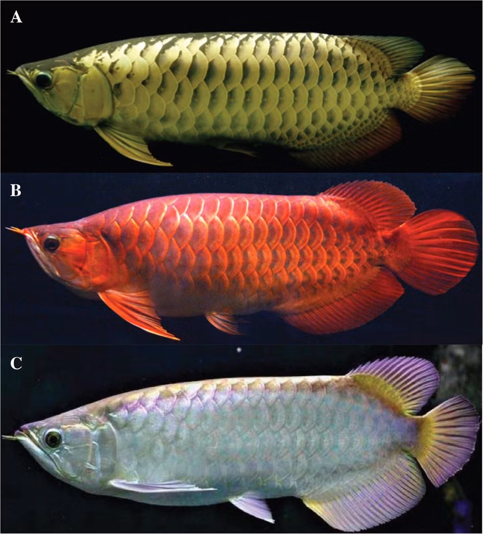 Muc so thi loai ca co gia dat hon ca sieu xe Lamborghini-Hinh-2