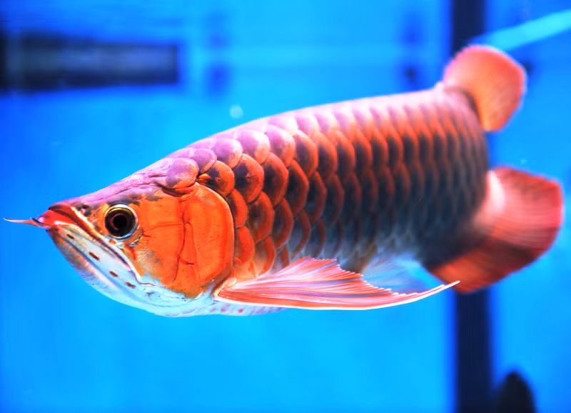 Muc so thi loai ca co gia dat hon ca sieu xe Lamborghini-Hinh-5