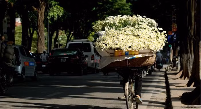 Cứ đến những ngày se lạnh chớm đông, những bông cúc họa mi lại len lỏi khắp phố phường Hà Nội. Hầu như nhà ai cũng có một lọ cúc họa mi trên bàn. Nhiều người muốn ngắm cả đồng hay ưa chụp ảnh lại tìm đến với đồng cúc họa mi. Ảnh: Vietgiaitri.