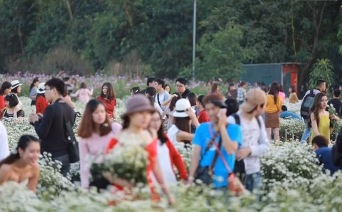 Tại các vườn hoa ở khu vực phường Nhật Tân (quận Tây Hồ) những ngày này luôn nhộn nhịp người đến chụp ảnh cùng cúc họa mi. Ảnh: Kenh14.