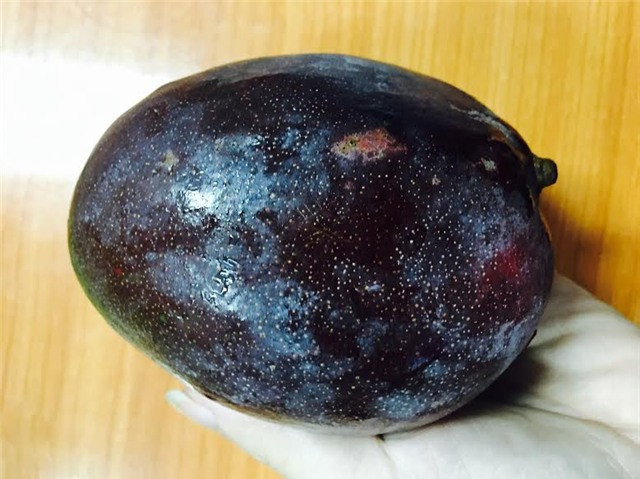 Giống xoài này có nguồn gốc từ Đài Loan và hiện được trồng đại trà ở các tỉnh miền Tây, có giá bán chỉ từ 40.000-50.000 đồng/kg. Ảnh: Tintuconline.