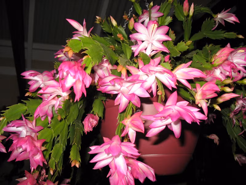 Với lan càng cua, bạn nên trồng vào mùa khô. Ảnh: Khoahocphattrien.