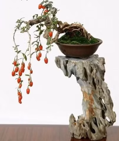 Cây nhót tạo thế bonsai dáng thác đổ độc đáo.
